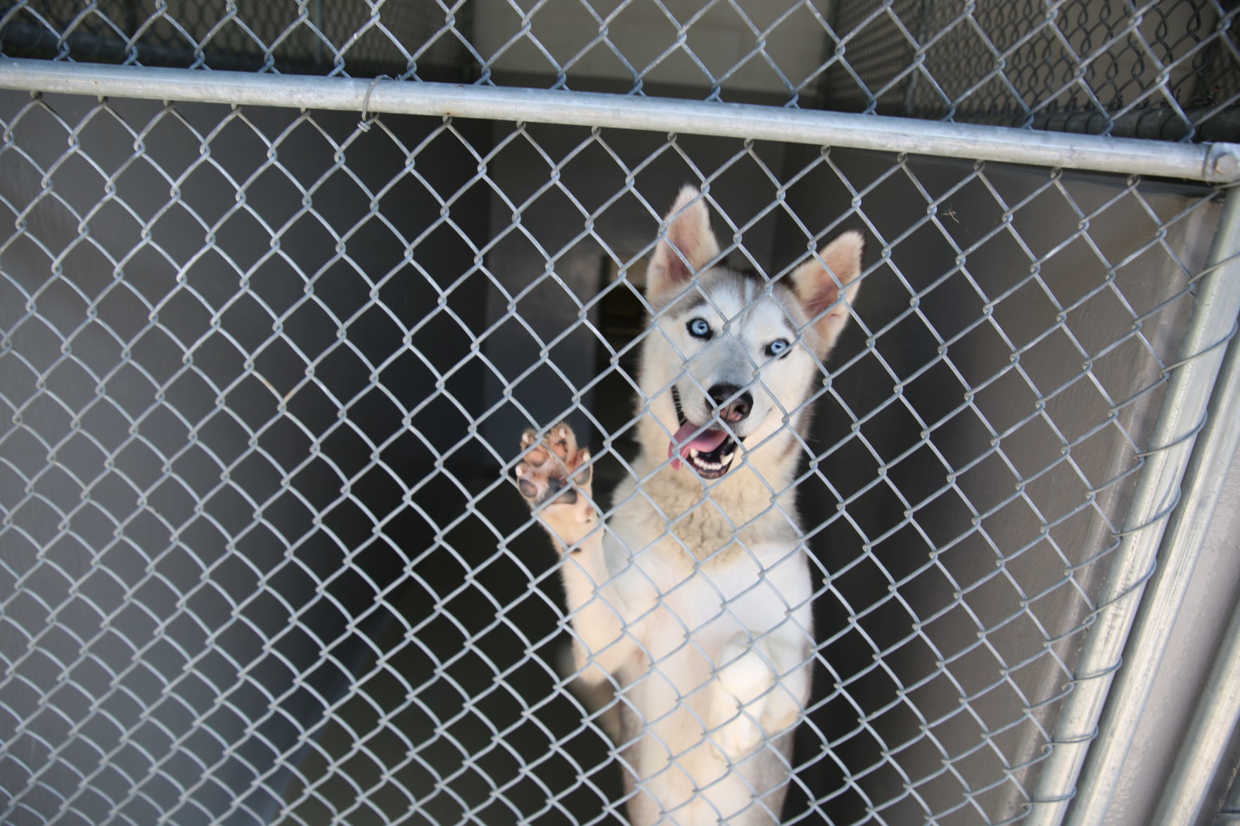 Atlantic County Animal Shelter's Clear the Shelter event Satuday, Aug. 17, 2019. The event runs through Sunday, Aug. 18.
